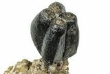 Fossil Desmostylus (Hippo-Like Animal) Molar - California #241179-2
